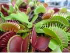 Plantas Carnivoras