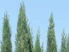 Cupresus sempervirens