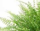 Nephrolepis / Helecho