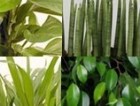 Ver Todas las plantas Verdes