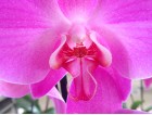 Phalaenopsis