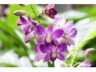 Dendrobium
