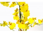 Oncidium