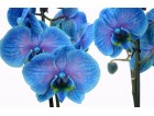Ver Todas las Orquideas