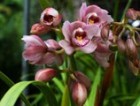 Cymbidium