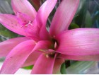 Guzmania
