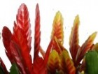 Vriesea