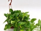 Pothos (Scindapsus)