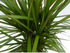 Dracaena / Yucca