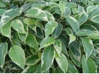 Ficus