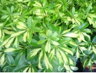 Schefflera